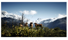 Load image into Gallery viewer, The Cow: A Tribute