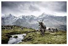 Load image into Gallery viewer, The Cow: A Tribute