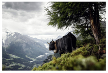 Load image into Gallery viewer, The Cow: A Tribute