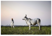 Load image into Gallery viewer, The Cow: A Tribute