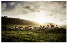 Load image into Gallery viewer, The Cow: A Tribute