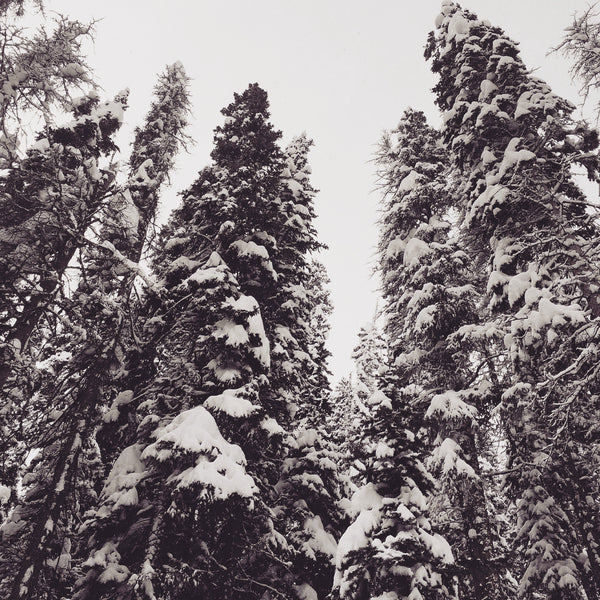 Snow!  Telluride, CO