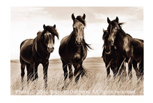 Load image into Gallery viewer, Wild Horses of Sable Island
